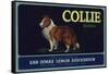 Collie Brand - San Dimas, California - Citrus Crate Label-Lantern Press-Framed Stretched Canvas