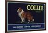 Collie Brand - San Dimas, California - Citrus Crate Label-Lantern Press-Framed Art Print