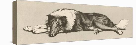 Collie Dog Relaxes-Cecil Aldin-Stretched Canvas