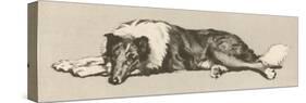 Collie Dog Relaxes-Cecil Aldin-Stretched Canvas
