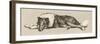 Collie Dog Relaxes-Cecil Aldin-Framed Photographic Print