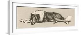 Collie Dog Relaxes-Cecil Aldin-Framed Photographic Print