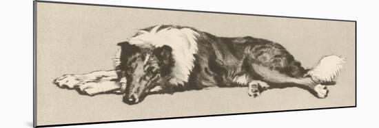 Collie Dog Relaxes-Cecil Aldin-Mounted Photographic Print