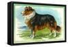 Collie Dog-null-Framed Stretched Canvas