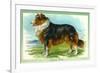 Collie Dog-null-Framed Art Print