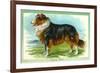 Collie Dog-null-Framed Art Print