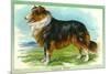 Collie Dog-null-Mounted Art Print