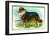 Collie Dog-null-Framed Art Print