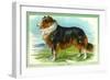 Collie Dog-null-Framed Art Print