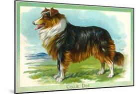 Collie Dog-null-Mounted Art Print