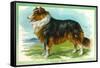 Collie Dog-null-Framed Stretched Canvas