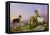 Collie, Ewe and Lambs-Richard Ansdell-Framed Stretched Canvas