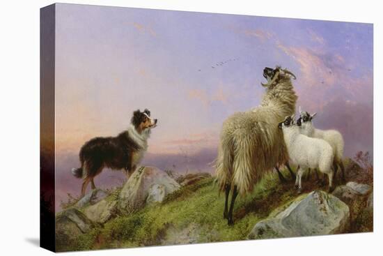 Collie, Ewe and Lambs-Richard Ansdell-Stretched Canvas