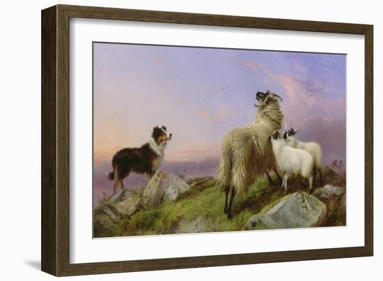 Collie, Ewe and Lambs-Richard Ansdell-Framed Giclee Print