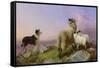 Collie, Ewe and Lambs-Richard Ansdell-Framed Stretched Canvas