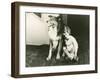 Collie Guards Sleeping Child-null-Framed Photo