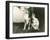 Collie Guards Sleeping Child-null-Framed Photo