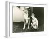 Collie Guards Sleeping Child-null-Framed Photo
