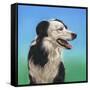 Collie Jud-Karie-Ann Cooper-Framed Stretched Canvas