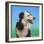 Collie Jud-Karie-Ann Cooper-Framed Giclee Print