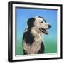 Collie Jud-Karie-Ann Cooper-Framed Giclee Print