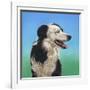 Collie Jud-Karie-Ann Cooper-Framed Giclee Print