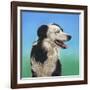 Collie Jud-Karie-Ann Cooper-Framed Giclee Print