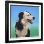 Collie Jud-Karie-Ann Cooper-Framed Giclee Print