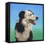 Collie Jud-Karie-Ann Cooper-Framed Stretched Canvas