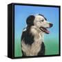 Collie Jud-Karie-Ann Cooper-Framed Stretched Canvas