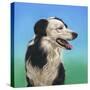 Collie Jud-Karie-Ann Cooper-Stretched Canvas