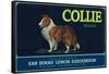 Collie Lemon Label - San Dimas, CA-Lantern Press-Framed Stretched Canvas