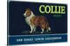 Collie Lemon Label - San Dimas, CA-Lantern Press-Stretched Canvas