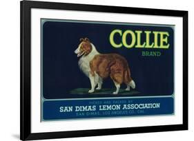 Collie Lemon Label - San Dimas, CA-Lantern Press-Framed Premium Giclee Print