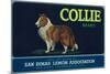 Collie Lemon Label - San Dimas, CA-Lantern Press-Mounted Premium Giclee Print