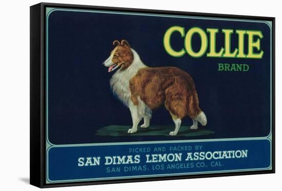 Collie Lemon Label - San Dimas, CA-Lantern Press-Framed Stretched Canvas