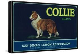 Collie Lemon Label - San Dimas, CA-Lantern Press-Framed Stretched Canvas