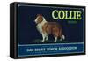 Collie Lemon Label - San Dimas, CA-Lantern Press-Framed Stretched Canvas