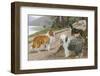 Collie, Old English Sheep Dog and Smooth Collie-null-Framed Photographic Print