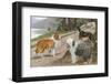 Collie, Old English Sheep Dog and Smooth Collie-null-Framed Photographic Print