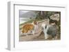 Collie, Old English Sheep Dog and Smooth Collie-null-Framed Photographic Print