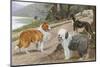 Collie, Old English Sheep Dog and Smooth Collie-null-Mounted Photographic Print