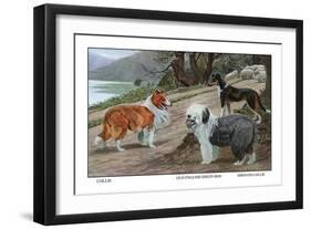 Collie, Old English Sheep Dog, Smooth Collie-Louis Agassiz Fuertes-Framed Art Print