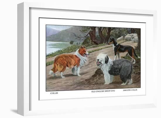 Collie, Old English Sheep Dog, Smooth Collie-Louis Agassiz Fuertes-Framed Art Print