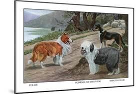 Collie, Old English Sheep Dog, Smooth Collie-Louis Agassiz Fuertes-Mounted Art Print