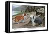 Collie, Old English Sheep Dog, Smooth Collie-Louis Agassiz Fuertes-Framed Stretched Canvas