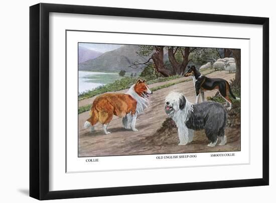 Collie, Old English Sheep Dog, Smooth Collie-Louis Agassiz Fuertes-Framed Art Print