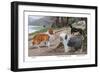 Collie, Old English Sheep Dog, Smooth Collie-Louis Agassiz Fuertes-Framed Art Print