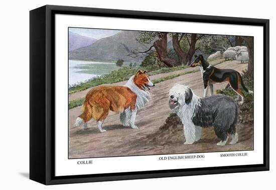 Collie, Old English Sheep Dog, Smooth Collie-Louis Agassiz Fuertes-Framed Stretched Canvas