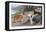 Collie, Old English Sheep Dog, Smooth Collie-Louis Agassiz Fuertes-Framed Stretched Canvas